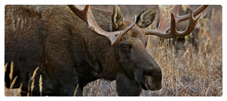 DNSEMP-L-314 Gone Hunting (Moose)